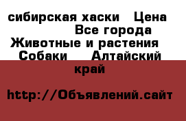 l: сибирская хаски › Цена ­ 10 000 - Все города Животные и растения » Собаки   . Алтайский край